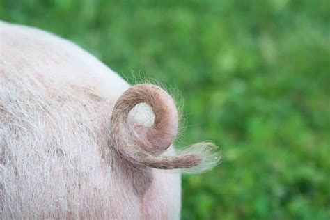 Why are pigs tails removed?