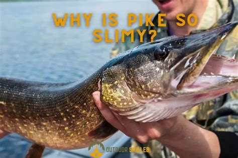 Why are pike slimy?