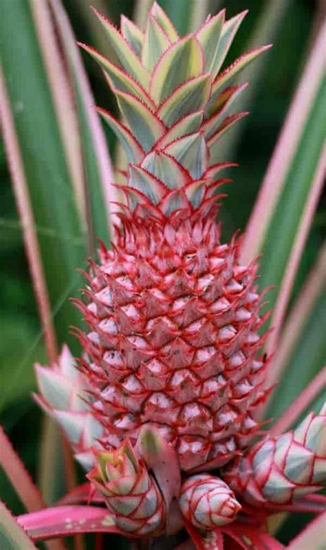 Why are pink pineapples illegal to grow?