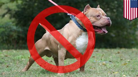 Why are pitbulls banned?