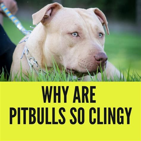 Why are pitbulls so clingy?