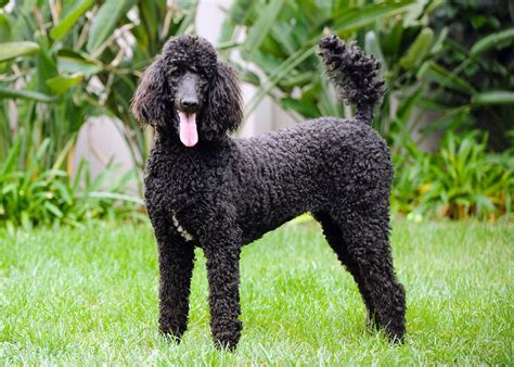 Why are poodles called poodle?