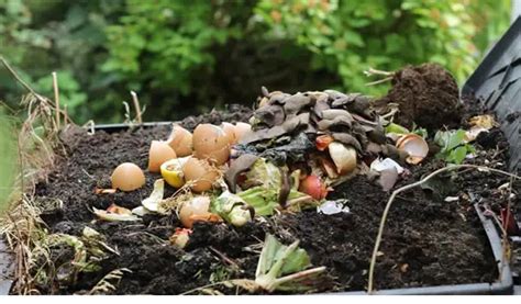 Why are potatoes bad for compost?