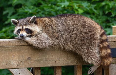 Why are raccoons so cute?