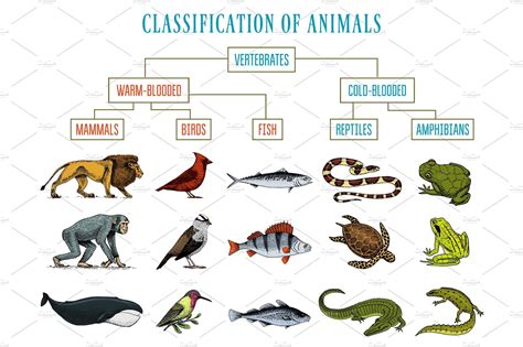 Why are reptiles mammals?