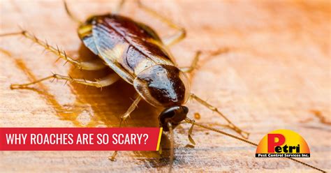 Why are roaches so scary?