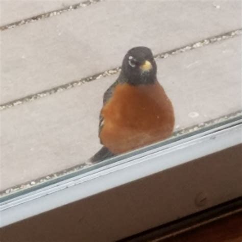 Why are robins hitting my windows?