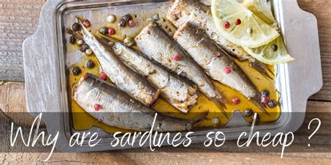 Why are sardines so cheap?