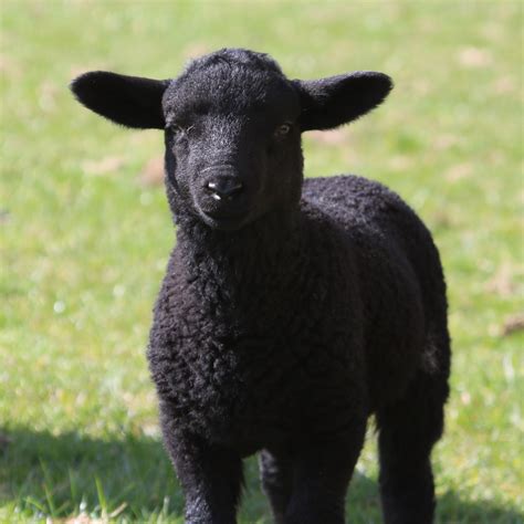 Why are sheep black?
