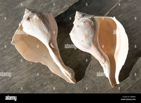 Why are shells clockwise?