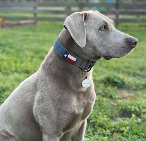 Why are silver Labs eyes red?