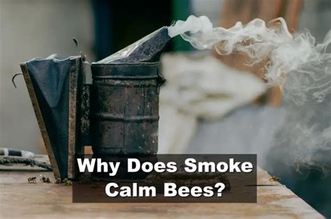 Why are smokers so calm?