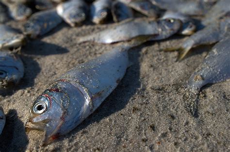 Why are so many fish dying?