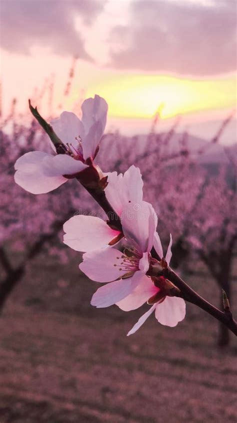 Why are some almond blossom white and some pink?