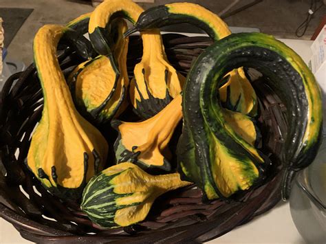 Why are some gourds not edible?