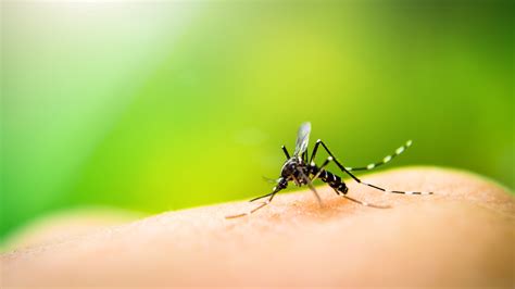 Why are some people more prone to mosquito bites?