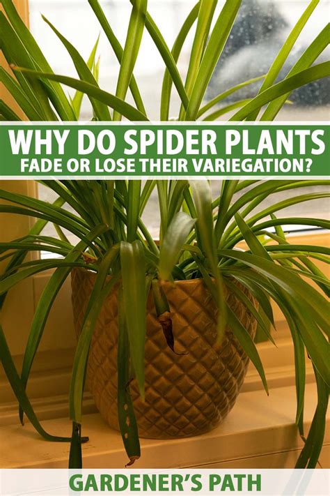 Why are spider plants so hard to grow?