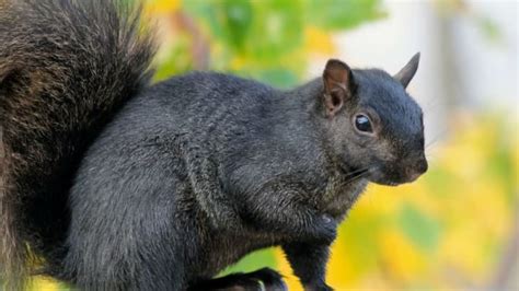 Why are squirrels darker in Canada?