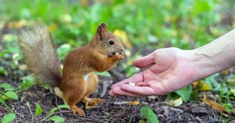 Why are squirrels so scared?