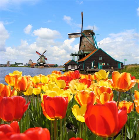 Why are the Dutch obsessed with tulips?