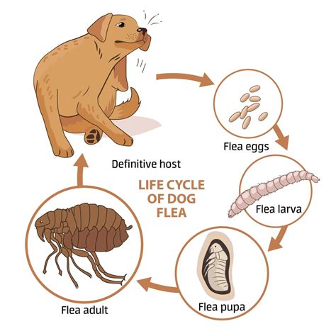 Why are the fleas not dying?