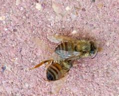 Why are there dead bees everywhere?