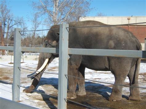 Why are there no elephants at the Calgary Zoo?