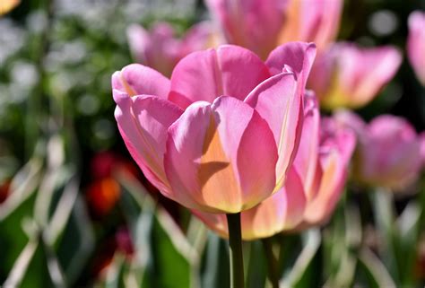 Why are tulips so special?