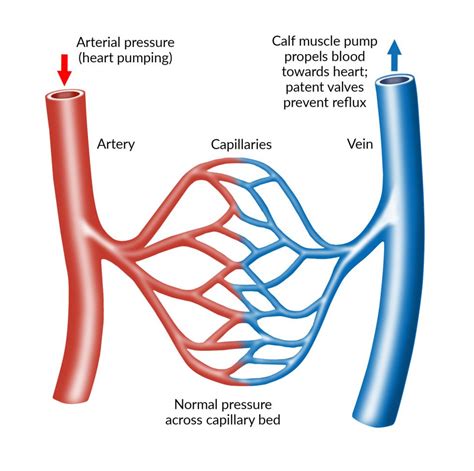Why are veins oxygen poor?