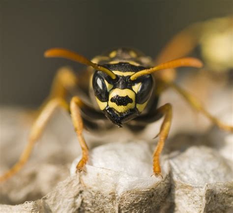 Why are wasps so rude?