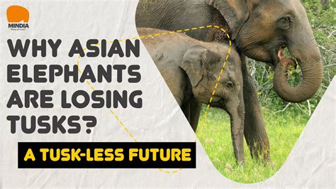Why are we losing elephants?