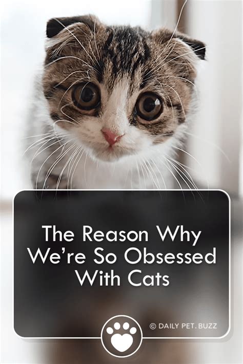 Why are we obsessed with cats?