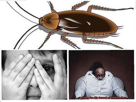 Why are we scared of roaches?