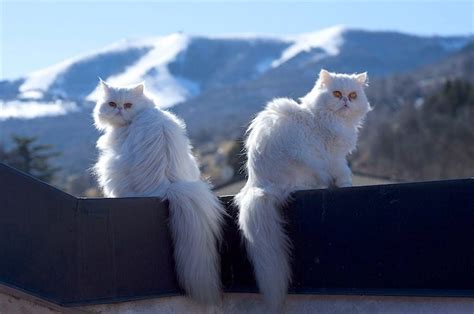 Why are white cats so special?