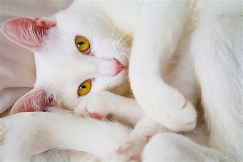 Why are white cats special?