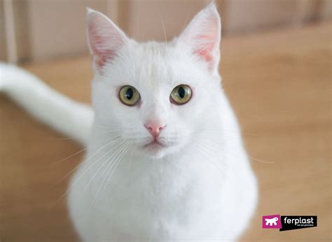 Why are white cats usually deaf?