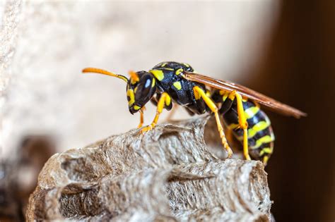 Why are yellow jackets so evil?