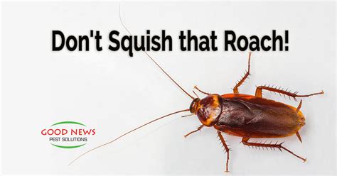 Why are you not supposed to squish cockroaches?
