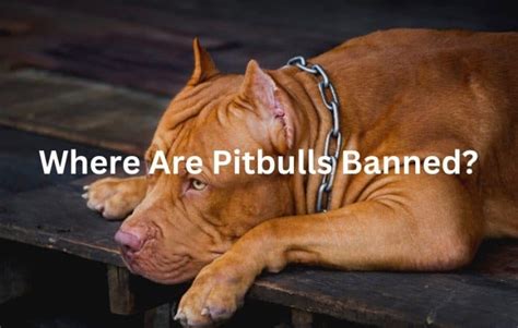 Why aren t pitbulls banned?