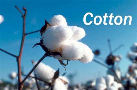 Why avoid cotton in winter?