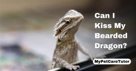 Why can't I kiss my bearded dragon?