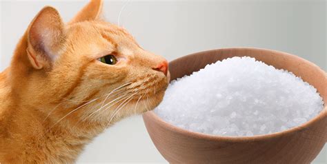 Why can't animals eat salt?