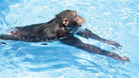 Why can't apes swim?
