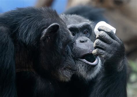 Why can't apes talk?