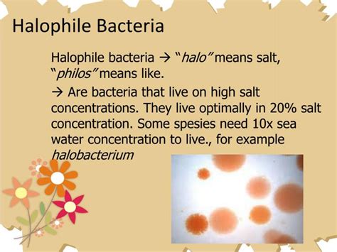 Why can't bacteria survive in salt?