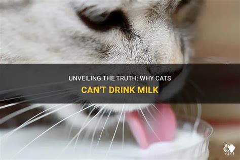 Why can't cats drink milk?