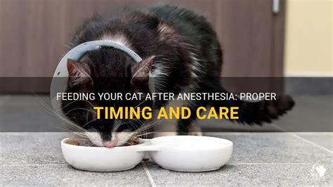 Why can't cats eat after anesthesia?