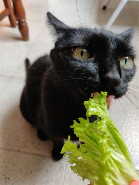Why can't cats eat lettuce?