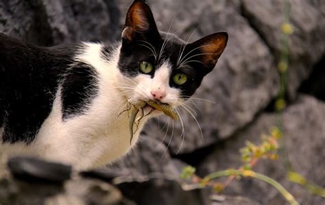 Why can't cats eat lizards?