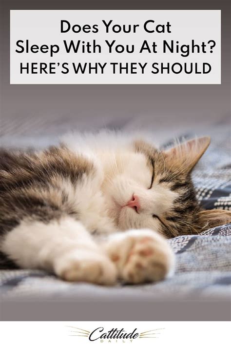 Why can't cats sleep with you?